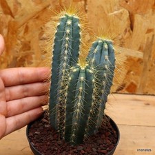 Cereus azureus Vaso 10 cm
