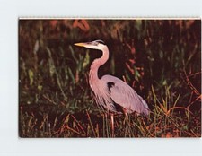 Cartolina Grande Airone Blu