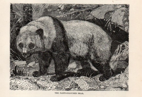 Orso panda gigante 1894 - panda,