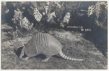 Primo piano animale Armadillo