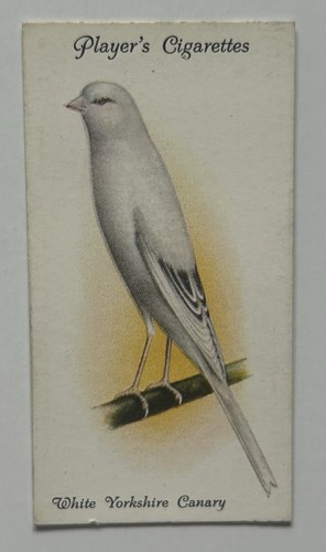 Giocatore aviaria uccellini - aviaria,