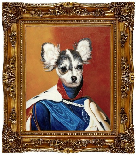 Chihuahua cane veste - in,