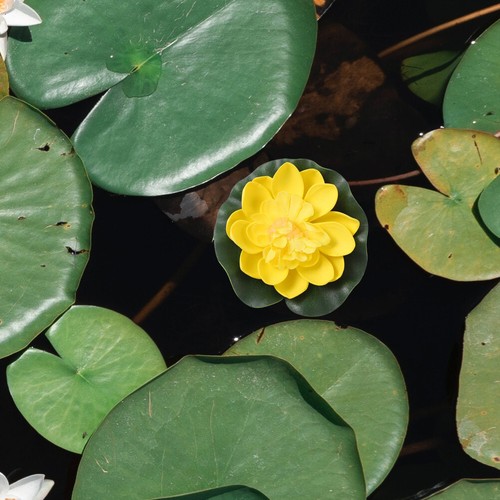 6pcs fiori acquario - 6pcs,