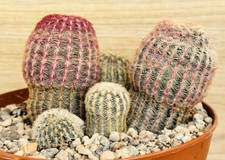 Echinocereus rigidissimus v