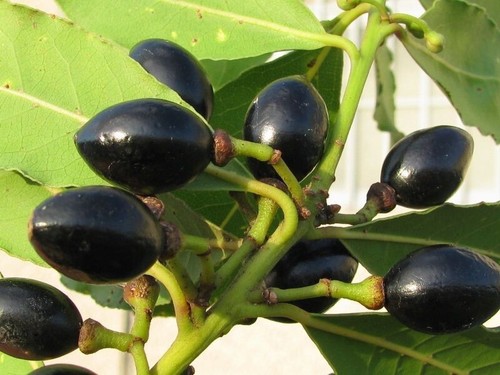Laurus nobilis alloro 10 - laurus,