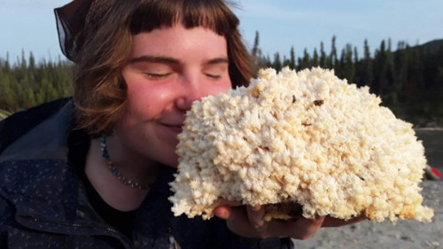 Kit coltivazione funghi - coltivazione,