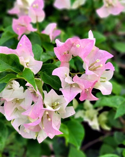 Bougainvillea talee cuttings - bougainvillea, 3