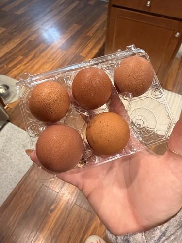 Speckled maran eggs - maran, 4+
