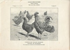 Stampa antica GALLI e GALLINE razza COUCOU delle FIANDRE 1906 Antique print