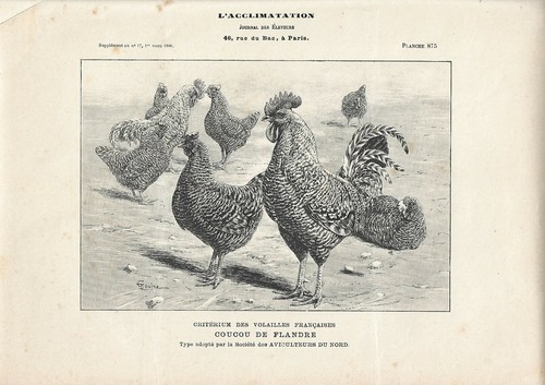 Stampa antica galli - stampa,
