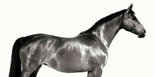 Quadro animali cavallo - quadro, inglese
