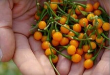 PEPERONCINO AJI CHARAPITA - 5