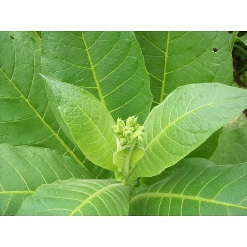 Semi seed tabacco virginia - 30,