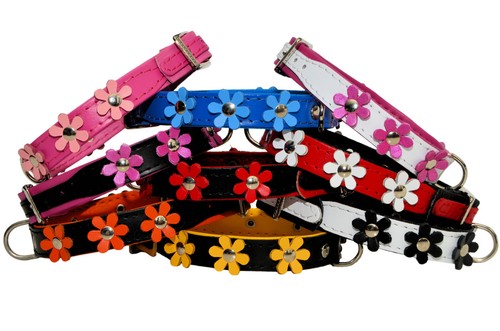 Pelle collare per cane - collare,