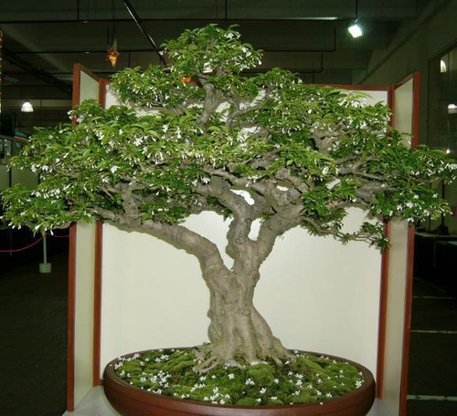 Wrightia religiosa gelsomino - religiosa,,