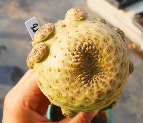 Raro cactus euphorbia - raro,