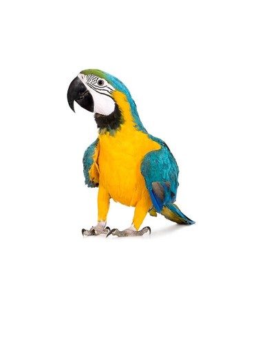 Pettorina arancio fibbie - arancio,