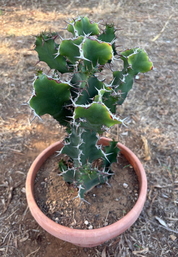 Euphorbia grandicornis - euphorbia,