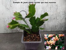 Jeune plante racinée