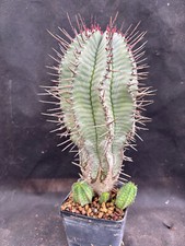 EUPHORBIA HORRIDA STRIATA
