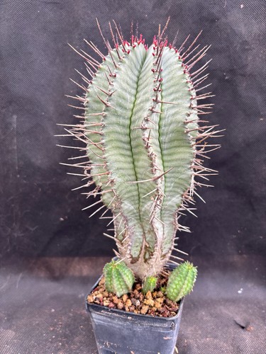 Euphorbia horrida striata - horrida,