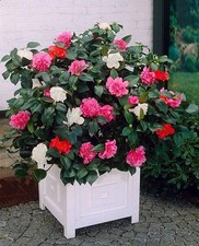 Camelia japonica tricolore