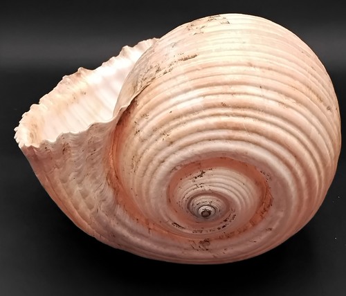 Conchiglia tonna galea gigante - conchiglia,