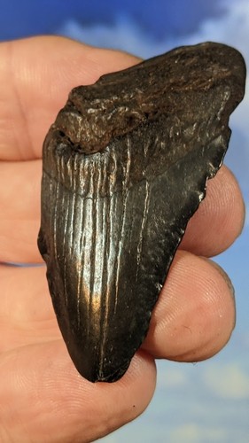 Megalodon shark fossil tooth - megalodon,
