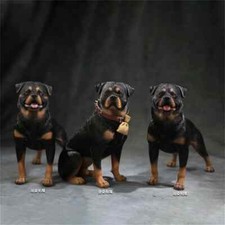 Mr.Z 1/6 Pet Rottweiler Loyal