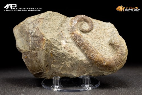 Ammonite eteromorfa