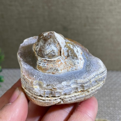 Bonsai suiseki 175g - suiseki,