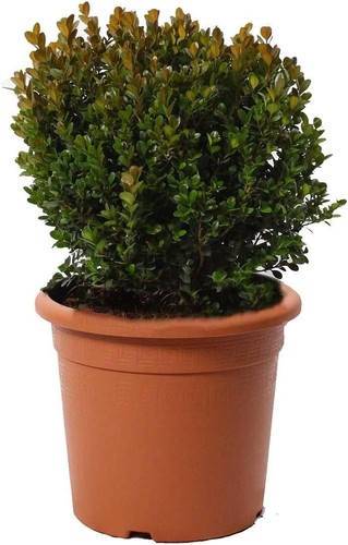Bosso sfera pianta ornamentale - pianta,