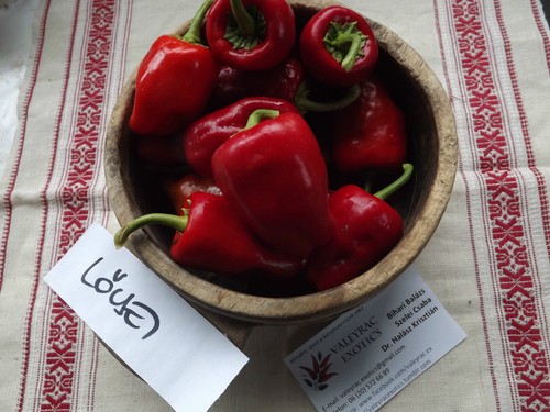 Peperoncino lőcsei semi - peperoncino,