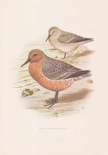 Calidris canutus stampa - canutus, a