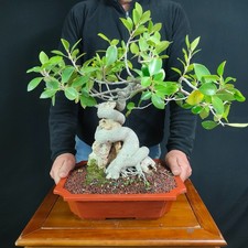 Bonsai ficus retusa - bonsai, su