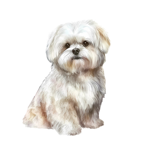Adesivo auto maltese cani