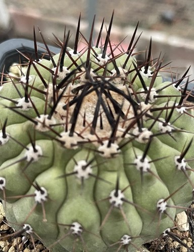 Cm rara succulenta - cm,