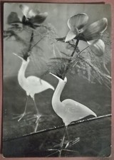 CARTOLINA TEMATICA FIORI