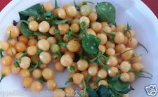 20 semi di  capezzoli di scimmia peperoncino PICCANTE  + GUIDA ALLA COLTIVAZIONE