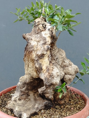 Bonsai olivastro 35x25cm - olivastro, in