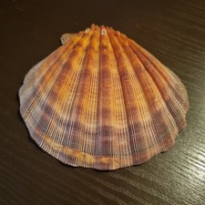 Conchiglia grande fossile