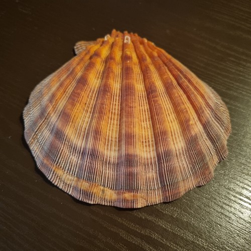 Conchiglia grande fossile