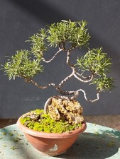 Bonsai di Rorsmarino Selvatico
