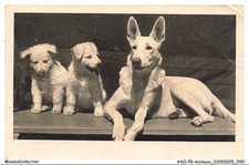 AXOP8-0901-ANIMALI - Cani