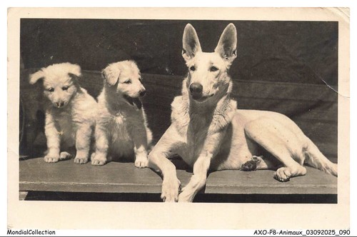 Axop8 0901 animali cani - axop8-0901-animali,