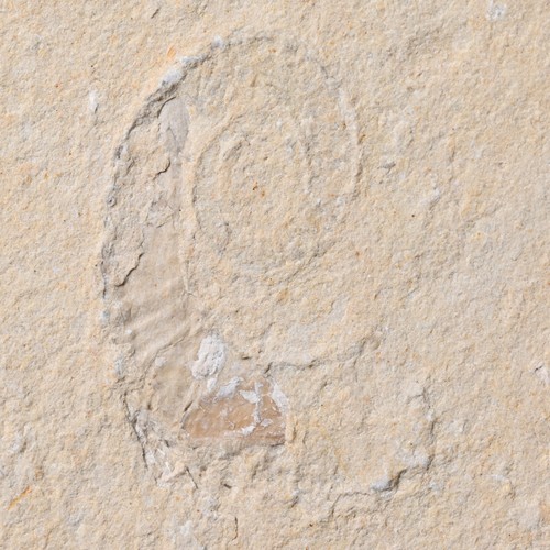 Fossil allocrioceras annulatum - fossil,
