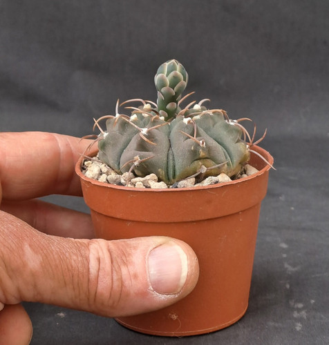 Gymnocalycium vatteri 108 - vatteri, p-108
