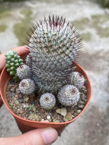 Multi teste mammillaria - multi,