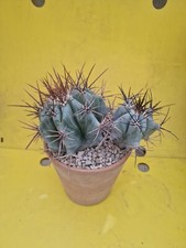 Blue Echinocactus INGENS 2 HEADS XXL OLD Cactus Geohintonia aztekium copiapoa 