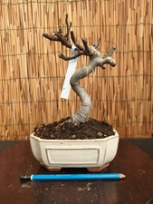 Bonsai di Fico h 30cm Visita